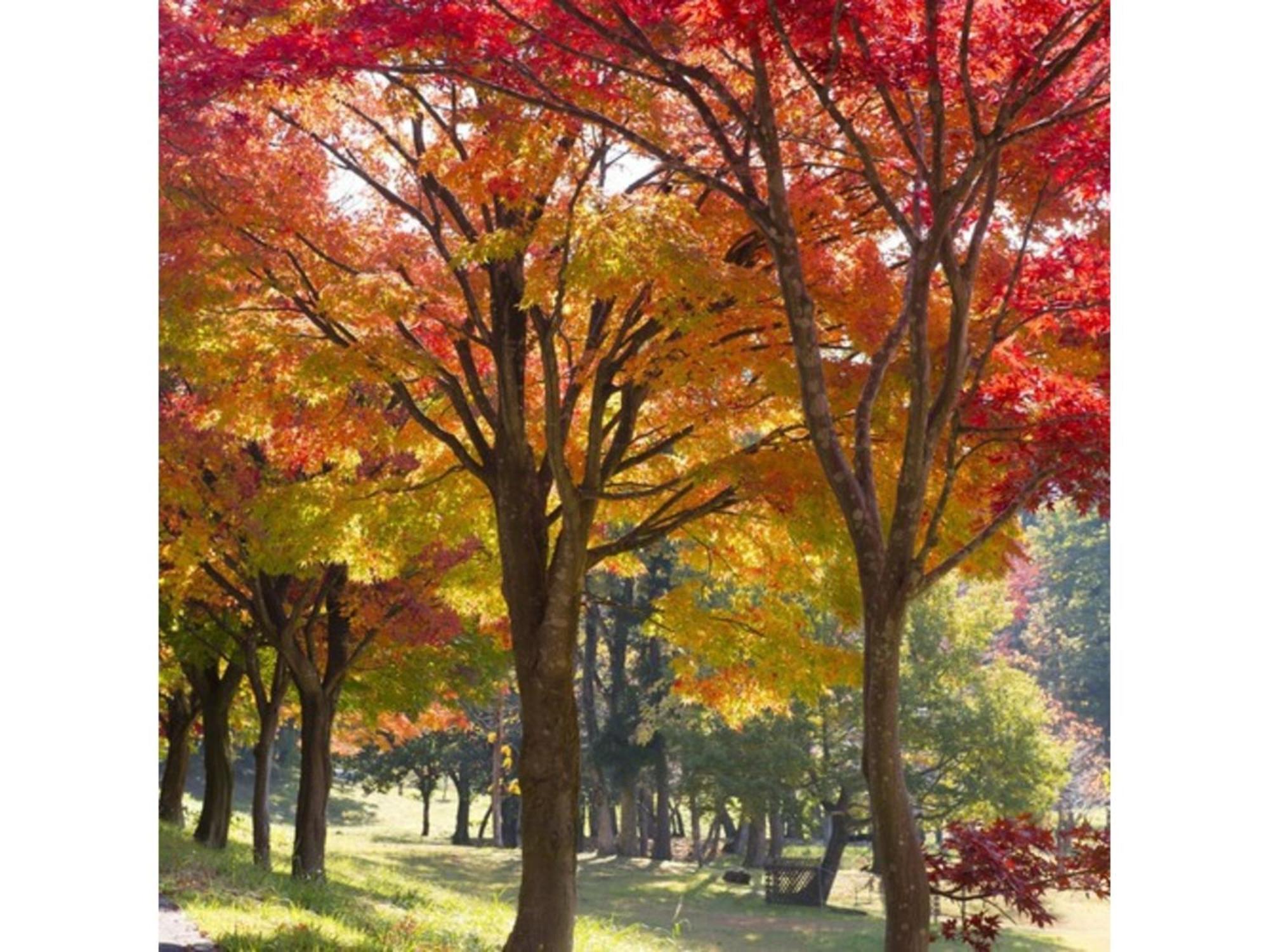 Shintainai Onsen Royal Tainai Park Hotel - Vacation Stay 90212V Luaran gambar